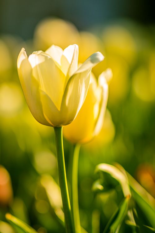 Free Close-up of a yellow tulip basking in sunlight with a soft, green background. Stock Photo