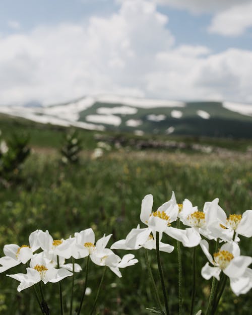 Flowers in a Meadow