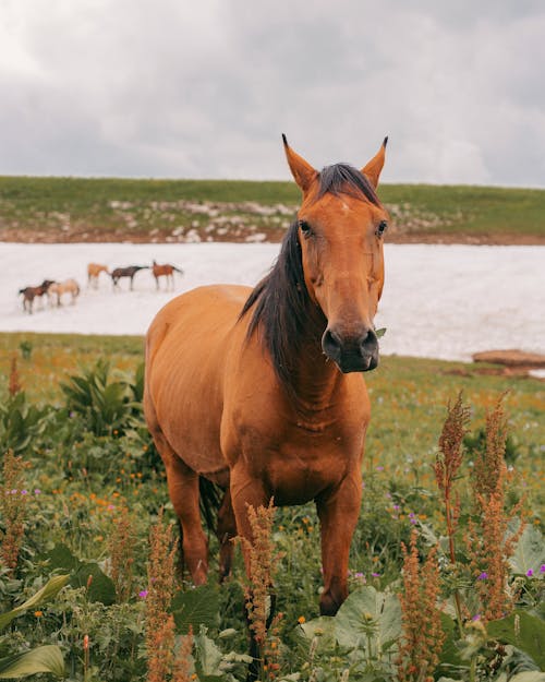 Brown Horse on Grass