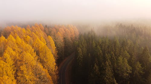 Free An Aerial Shot of a Road between Trees Stock Photo