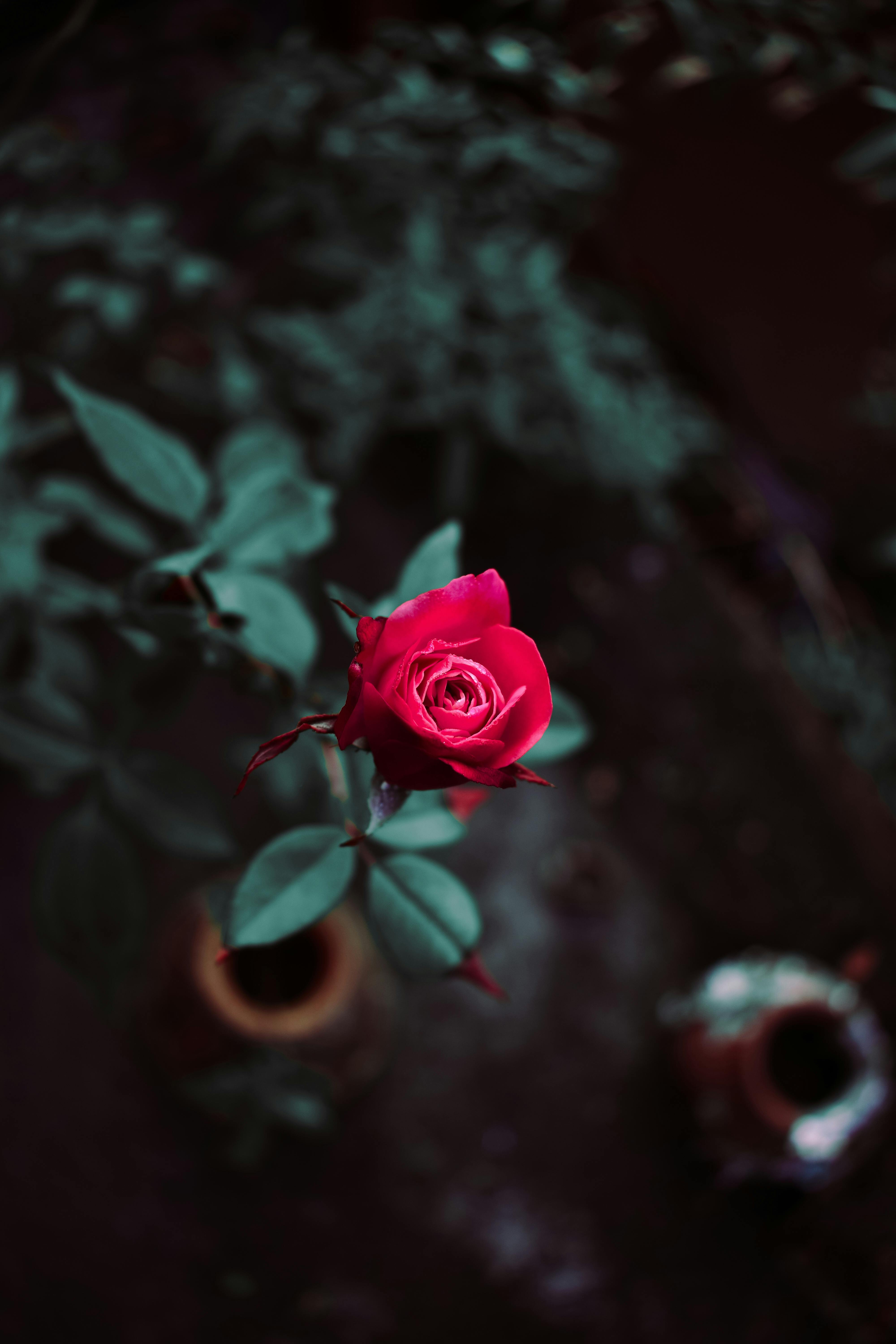 Red Flowers In The Middle Of The Image With A Black Background Stock Photo  - Download Image Now - iStock