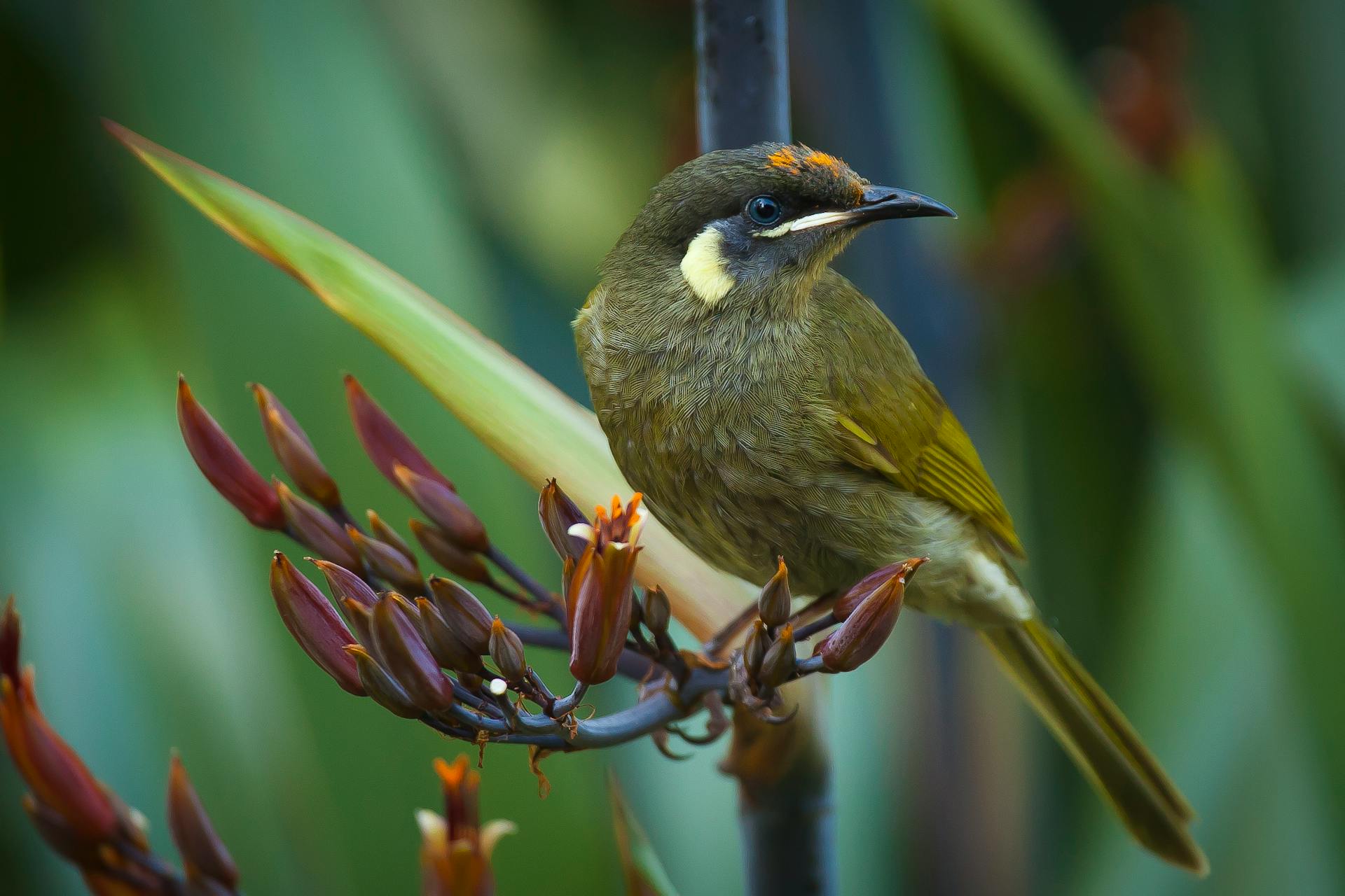 Detailed capture of a New Holland Honeyeater perched on a flowering plant in the wild.