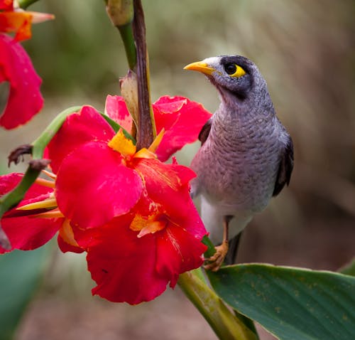 Burung Kuning Hitam Abu Abu Putih Di Dekat Bunga Kelopak Merah Muda