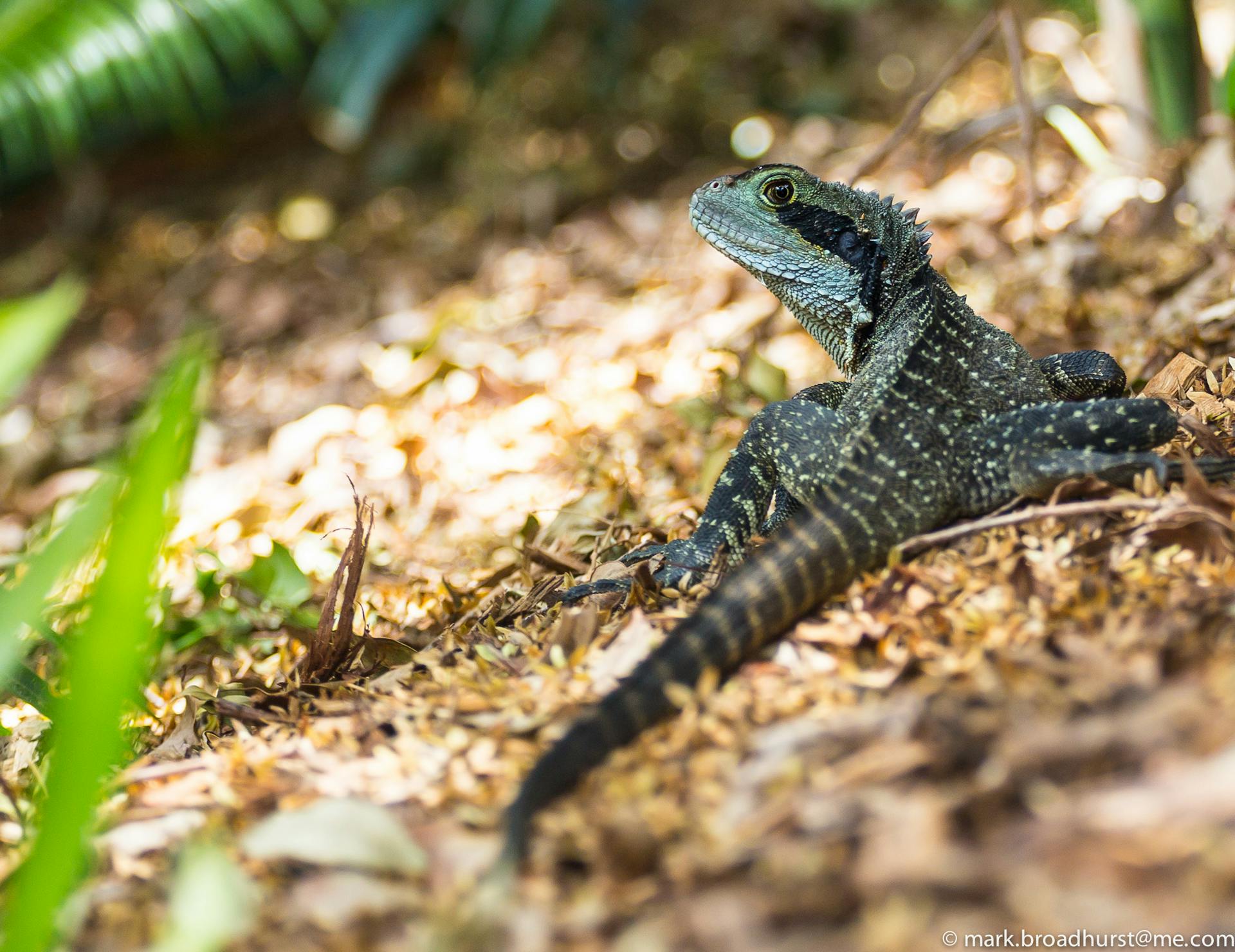 Detailed image of an Eastern Water Dragon basking on a forest floor, showcasing its vibrant scales and natural habitat.