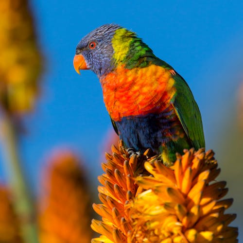 Blue Orange and Green Bird on Yellow Flower