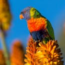 一只色彩缤纷的彩虹吸蜜鹦鹉栖息在橙色花朵上，与清澈的蓝天相映成趣