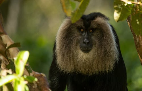 動物攝影, 叢林, 哺乳動物 的 免費圖庫相片