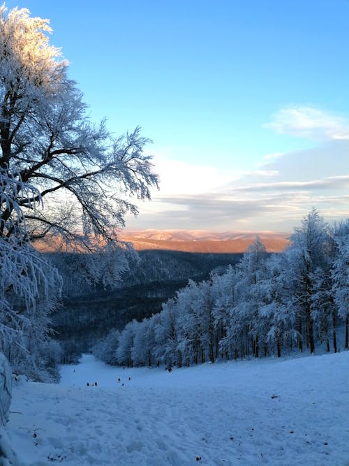 Snow Covered Trees and Mountains