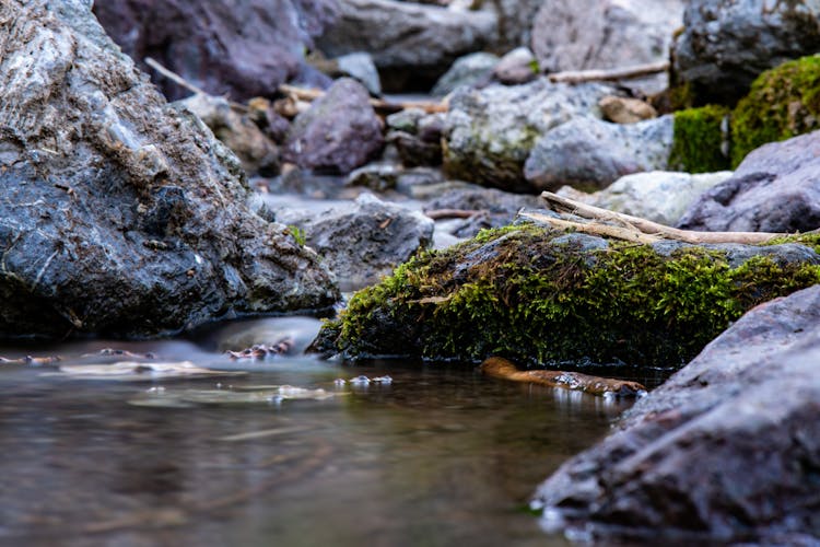 Close Up Of Moss And Stones Near Water