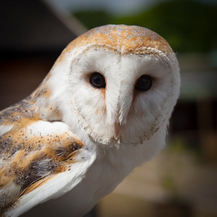 White And Brown Owl Animal