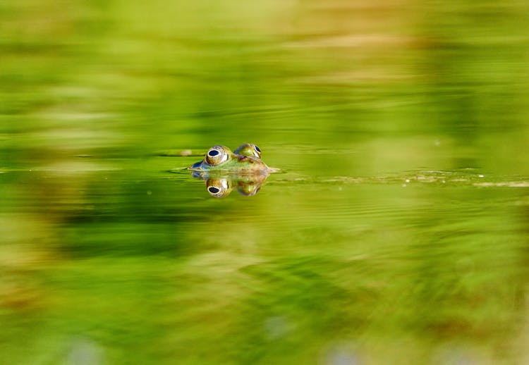 A Frog's Eyes On The Water Surface