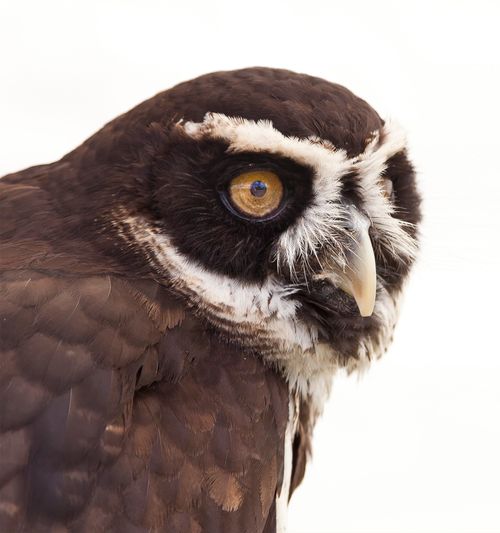 Free Detailed close-up of a Spectacled Owl showing its intricate plumage and stark eyes. Stock Photo