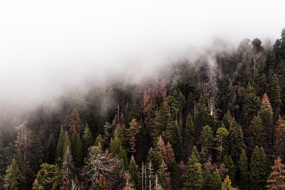 Green Pine Trees With Fog · Free Stock Photo - 940 x 627 jpeg 80kB