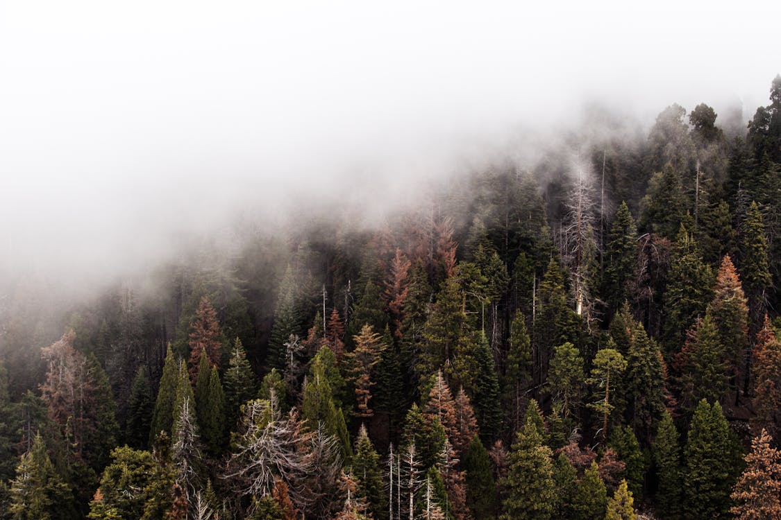 Green Pine Trees With Fog