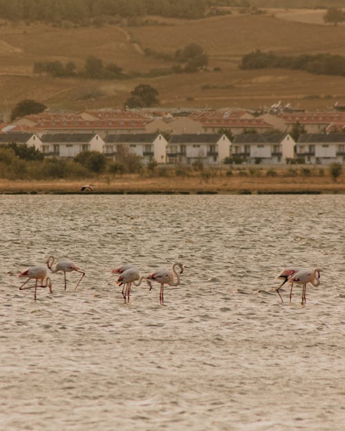 Flamingos Wading in a Body of Water