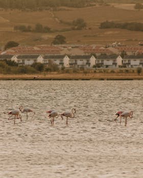 A group of flamingos in a tranquil wetland, with houses and hills in the backdrop, creating a serene landscape.
