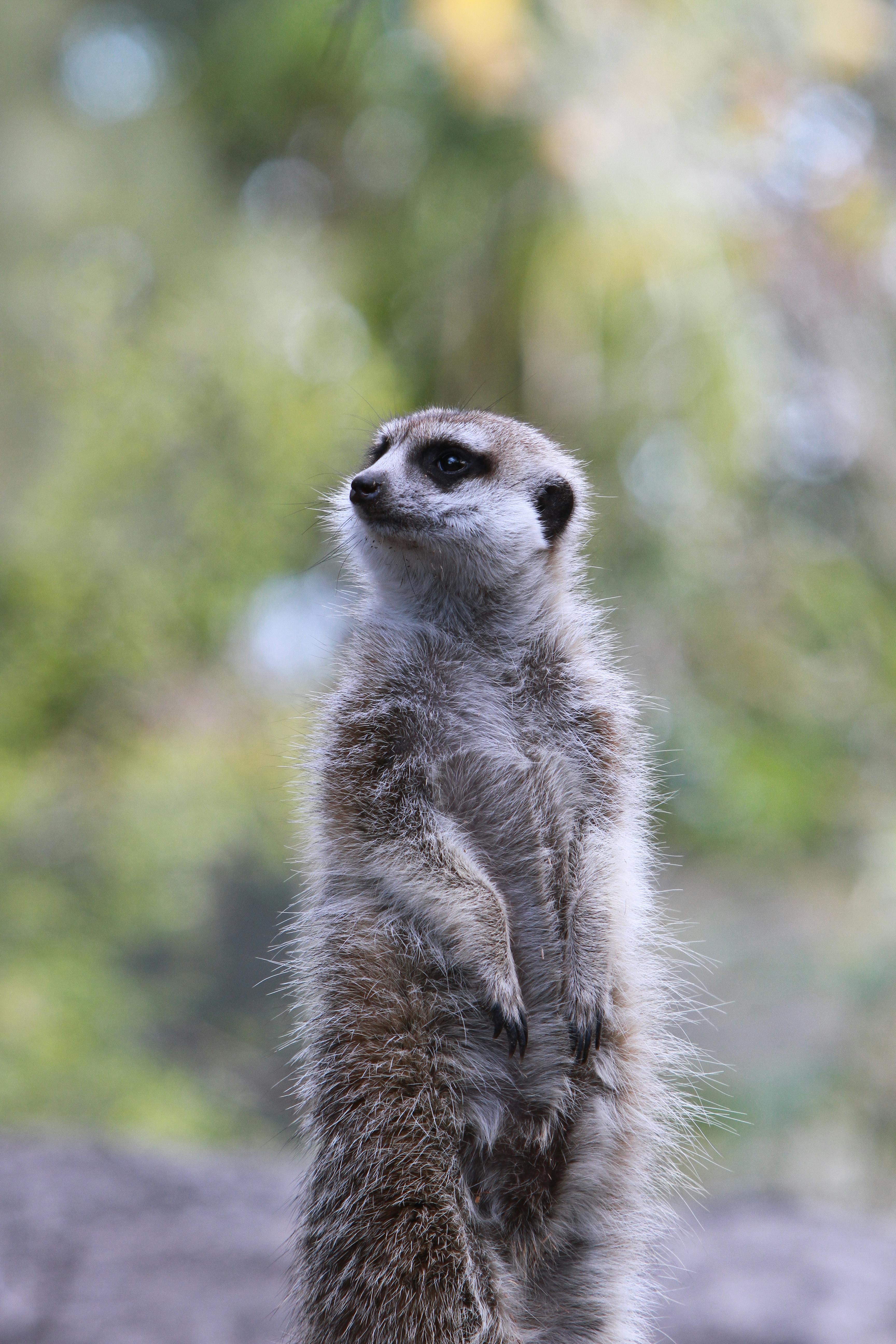 A meerkat standing alert against a blurred natural background, showcasing wildlife behavior.