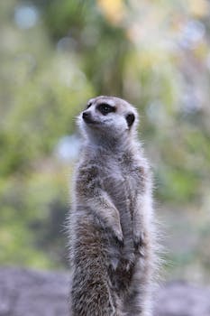 一只猫鼬在模糊的自然背景下保持警惕，展现了野生动物的行为