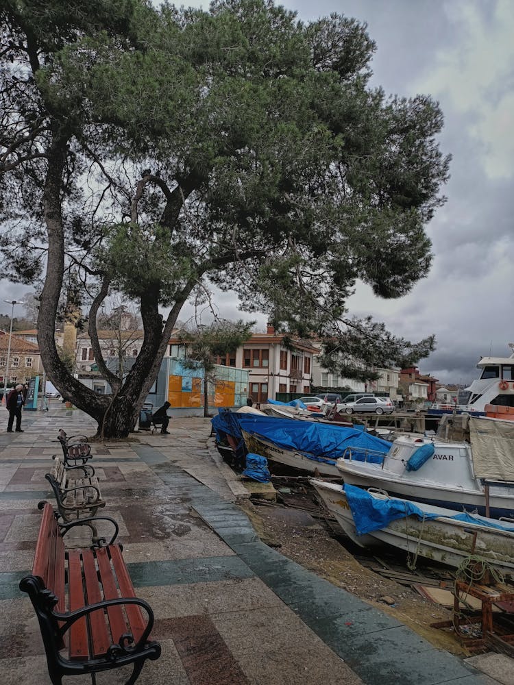 Old Boats Docked Near Green Tree