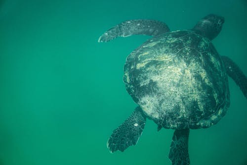 Green Sea Turtle Swimming Underwater