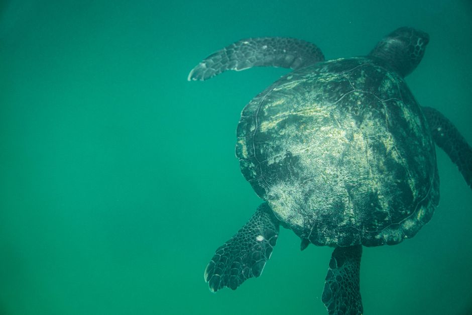 menjelajahi derawan: surga snorkeling dan diving di kalimantan
