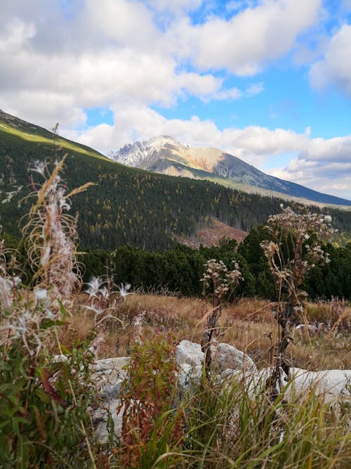 

A Forest beyond a Field