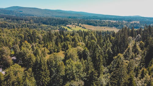 
An Aerial Shot of a Tall Trees in a Forest