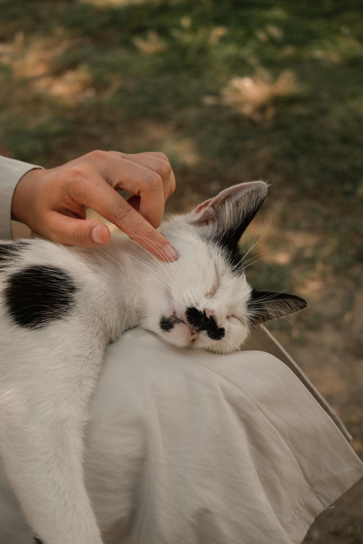 Kedi Isırığı Sonrası Ne Yapmalı? Enfeksiyon Riski ve Doktora Ne Zaman?
