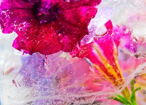 Крупным планом фотография розового цветка петунии
