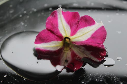 Fleur De Pétunia Rose Et Blanc Avec Rosée D'eau