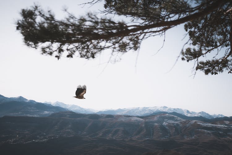 

An Andean Condor Flying