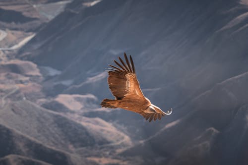 
A Griffon Vulture Flying