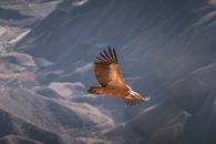 A Griffon Vulture Flying