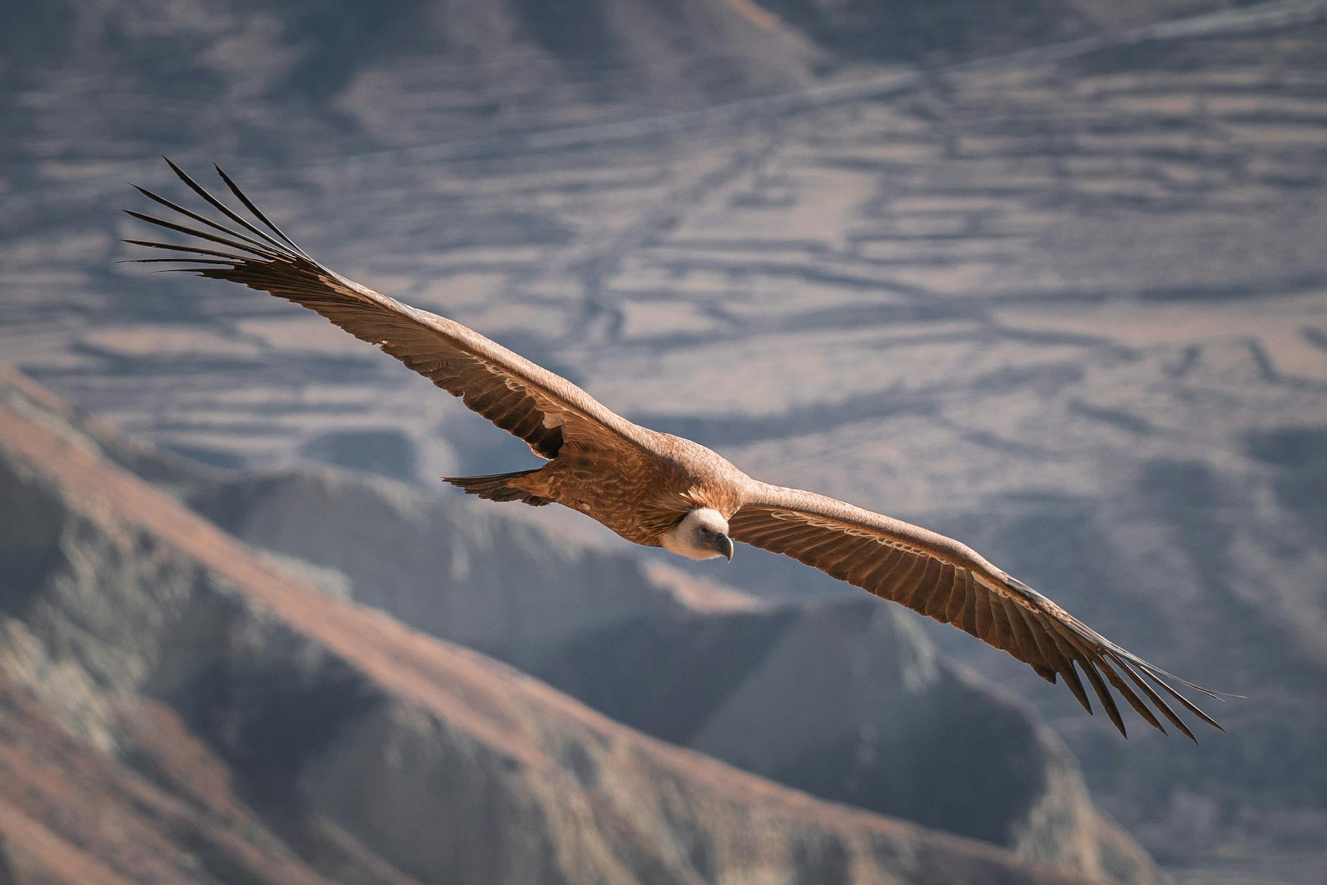 Close-up of an Andean condor flying high over rugged mountain terrain.