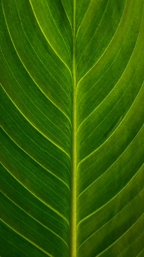 Close-up of a Leaf 