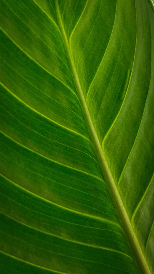 Close up of Leaf