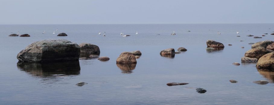 晴朗的天空下，宁静的海滨风景中，有大岩石和天鹅