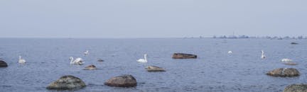 天鹅在宁静的海洋上滑行，岩石海岸附近的景色一片祥和