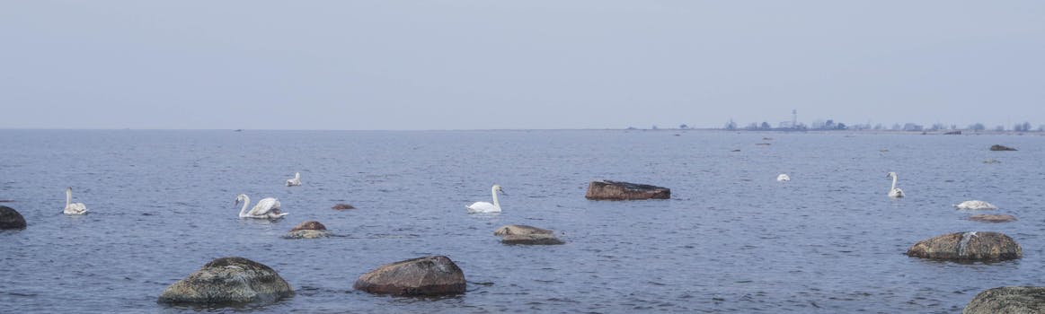 天鹅在宁静的海洋上滑行，岩石海岸附近的景色一片祥和
