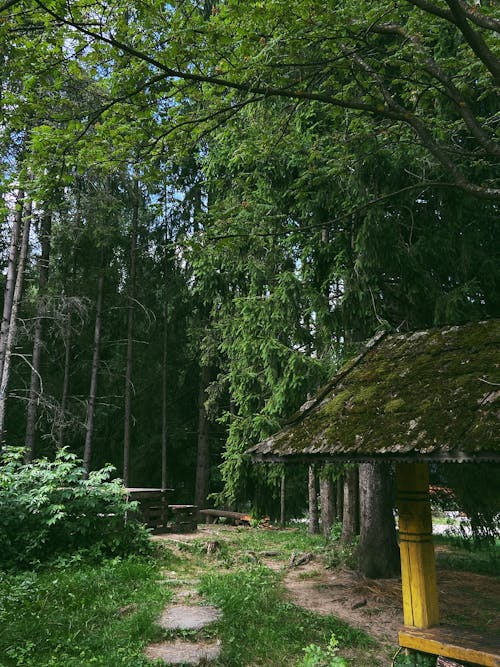 Ilmainen kuvapankkikuva tunnisteilla istuimet, jalankulkijoiden kulkutiet, kasvikunta