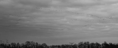 Free Flock of Flying Bird Formation in Grayscale Photography Stock Photo