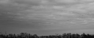 光秃秃的森林上空，一群鸟在阴云密布的天空下排成队形飞行