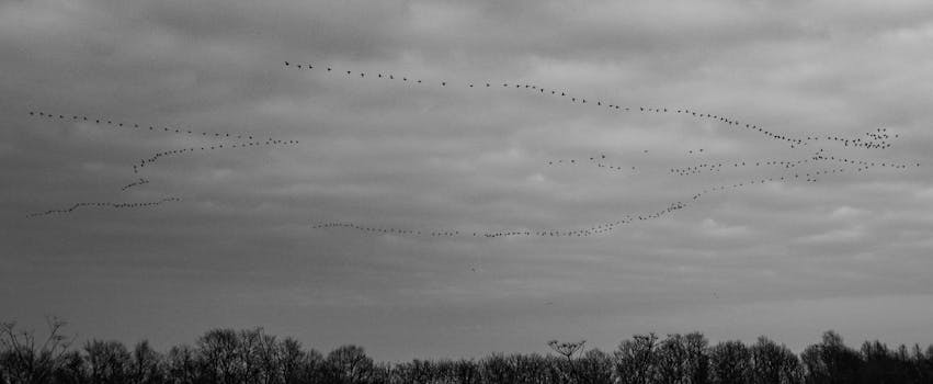 光秃秃的森林上空，一群鸟在阴云密布的天空下排成队形飞行