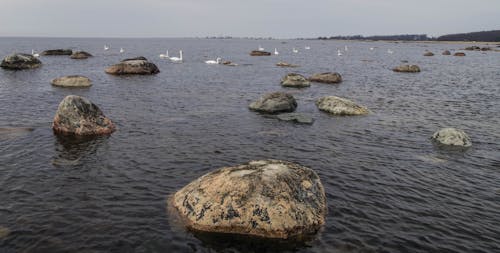 群白天鵝在水面上
