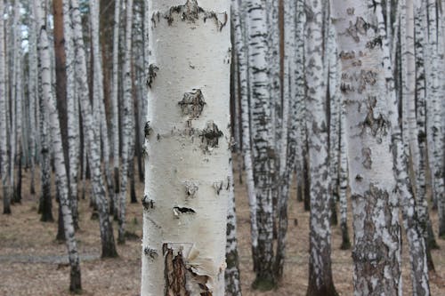White and Brown Tree Trunk in Close-up Photography