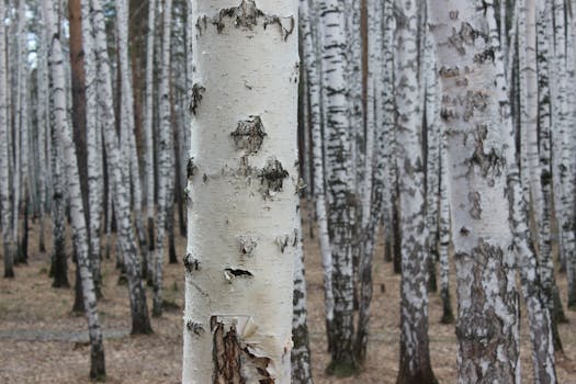 A tranquil view of a birch forest in Russia, showcasing unique bark patterns.