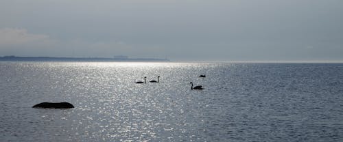 Silhouette of Flock of Swans on Body of Water