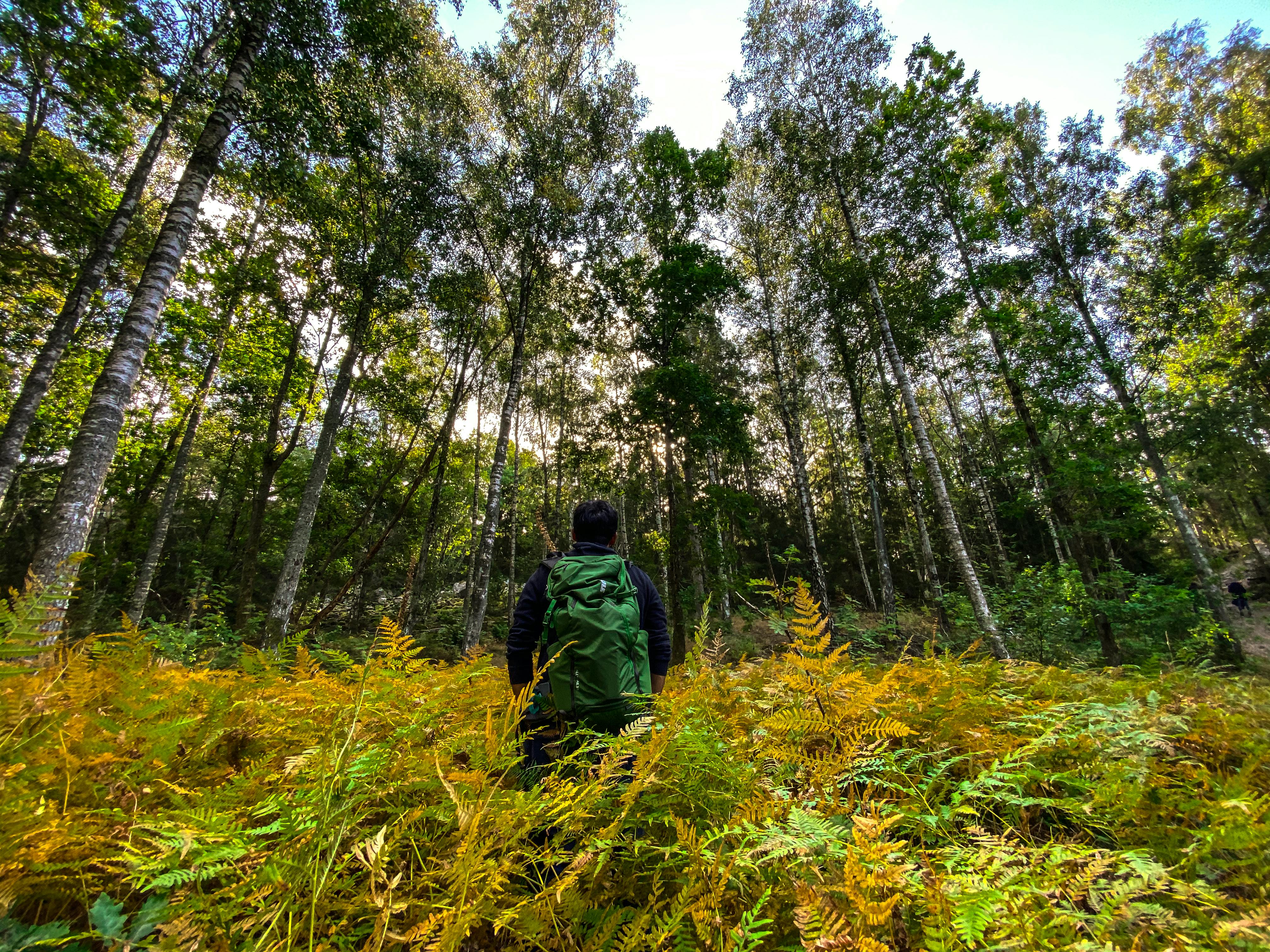 Pessoa caminhando por uma trilha em floresta densa, simbolizando a redução da ruminação através da experiência na natureza