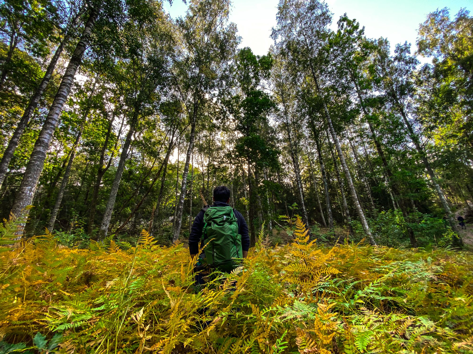 Pessoa caminhando por uma trilha em floresta densa, simbolizando a redução da ruminação através da experiência na natureza