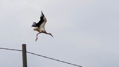 White Stork Flying Under White Clouds